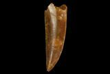 Serrated, Raptor Tooth - Real Dinosaur Tooth #124267-1